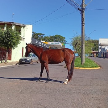 Prefeitura realiza operação para recolher cavalos soltos em áreas urbanas de Prudente